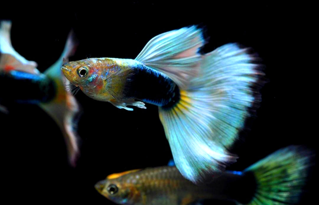 Hochzucht Guppy - White Tuxedo