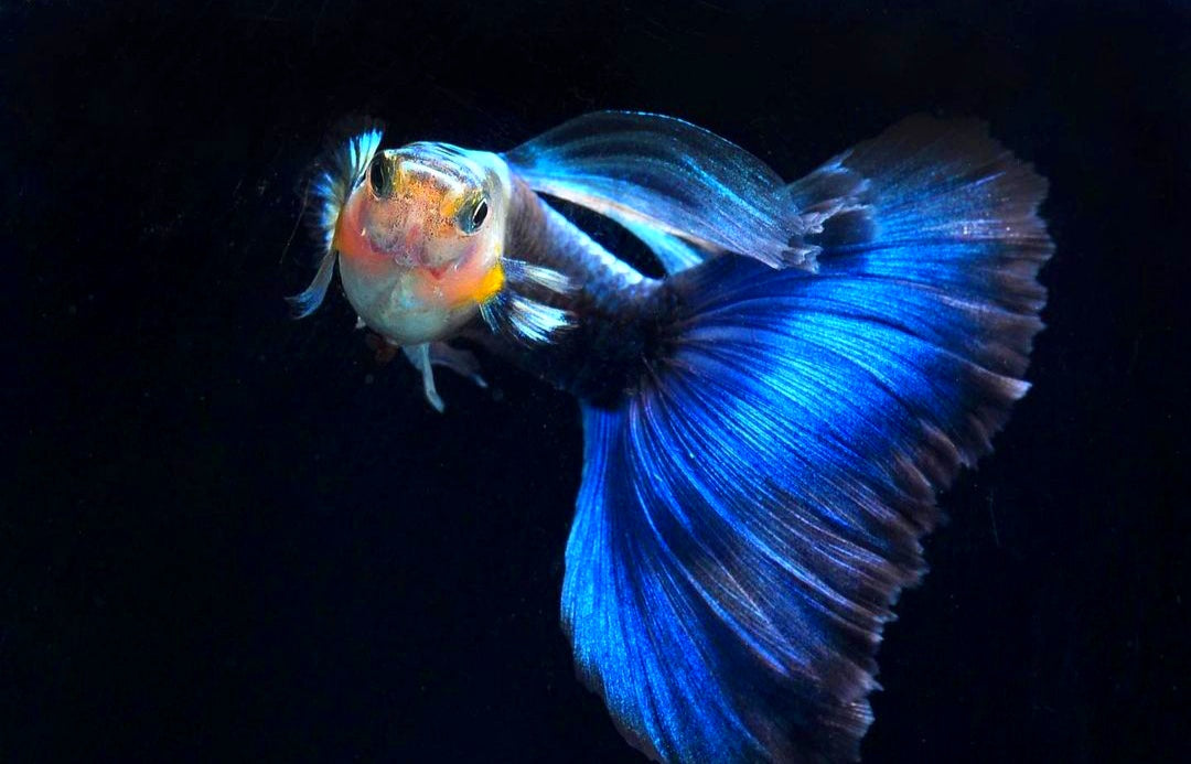 Hochzucht Guppy - Blue Tuxedo