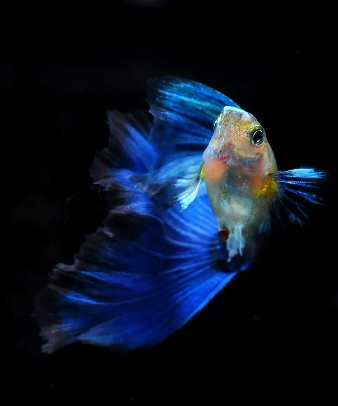 Hochzucht Guppy - 💙 Blue Tuxedo AquaTimo