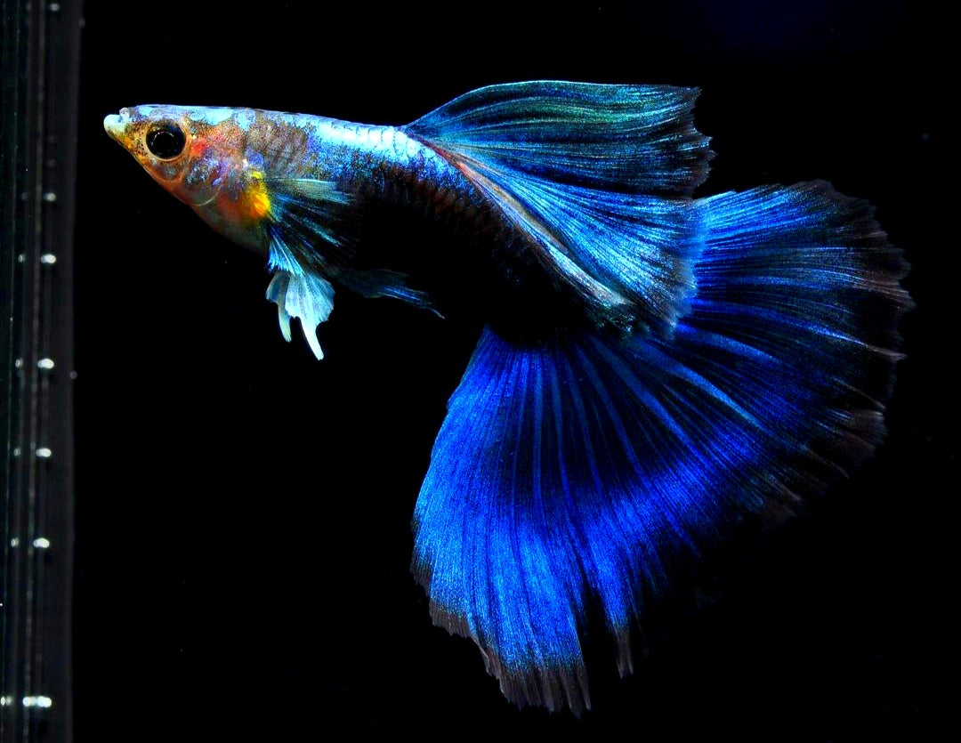 Hochzucht Guppy - Blue Tuxedo