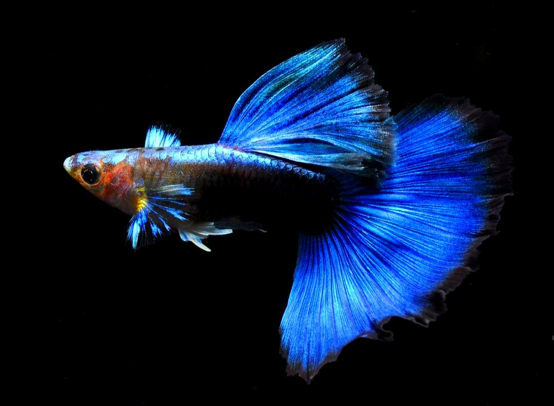 Hochzucht Guppy - Blue Tuxedo
