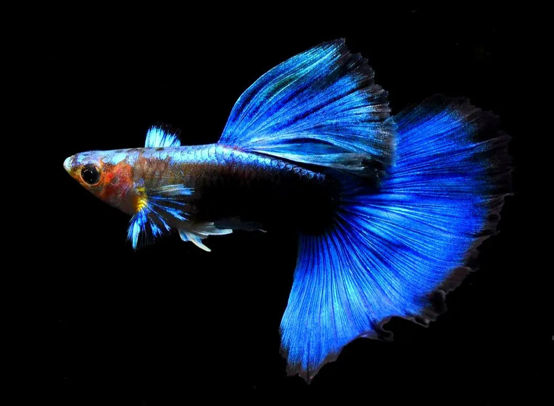 Hochzucht Guppy - 💙 Blue Tuxedo AquaTimo