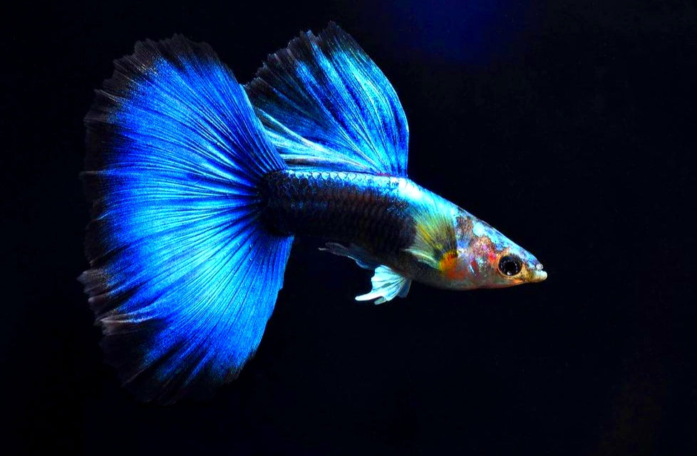 Hochzucht Guppy - Blue Tuxedo