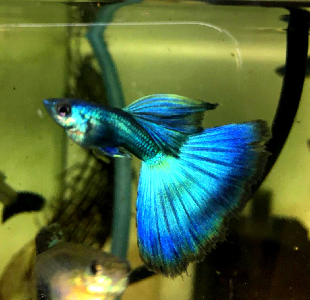 Hochzucht Guppy - Blue Moscow