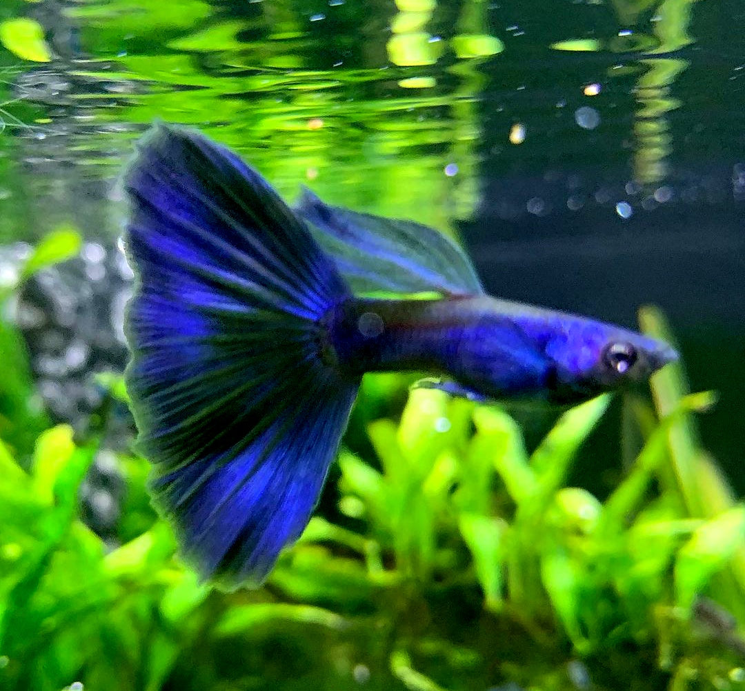 Hochzucht Guppy - Blue Moscow