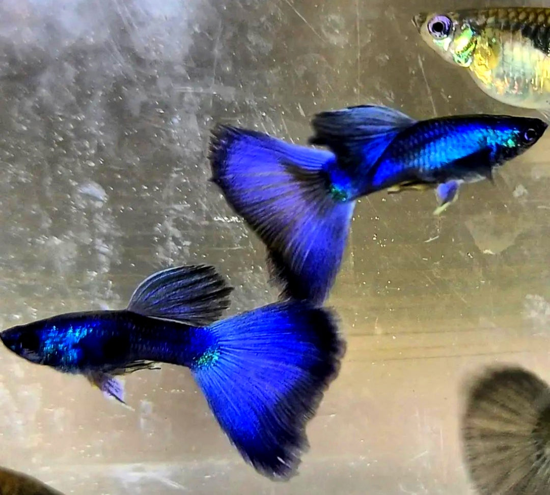 Hochzucht Guppy - Blue Moscow