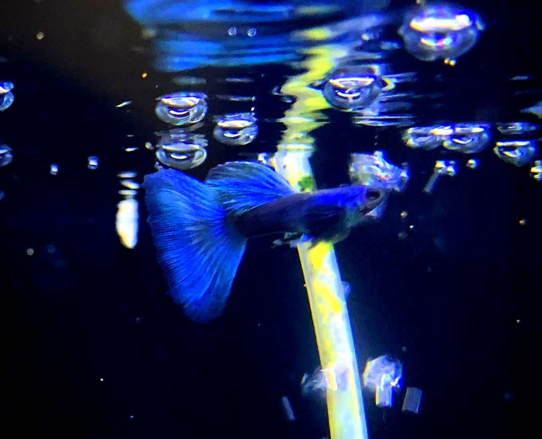 Hochzucht Guppy - Blue Moscow