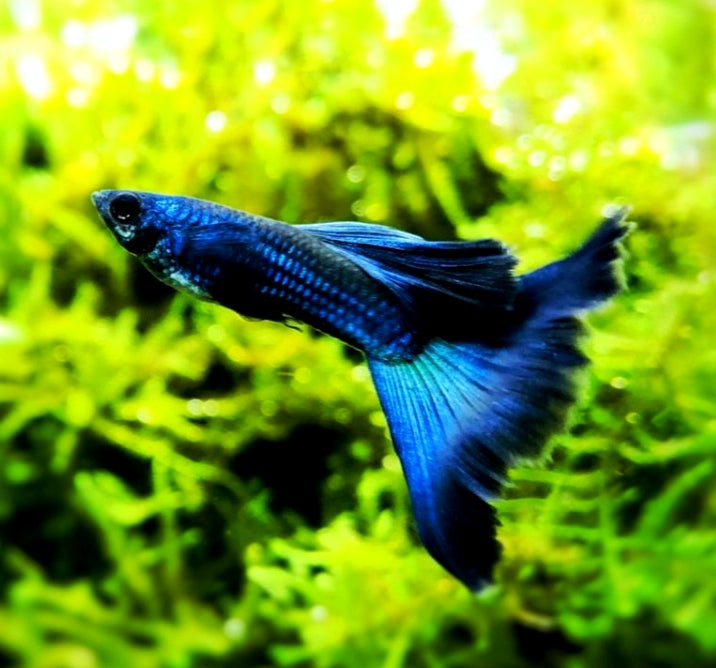 Hochzucht Guppy - Blue Moscow