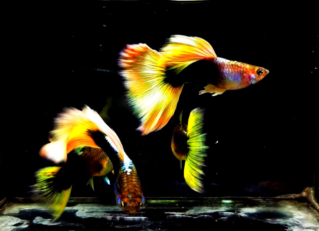 Hochzucht Guppy - Yellow Tuxedo