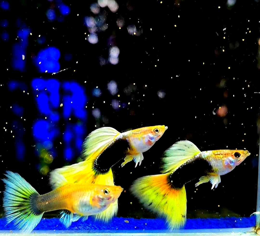 Hochzucht Guppy - Yellow Tuxedo