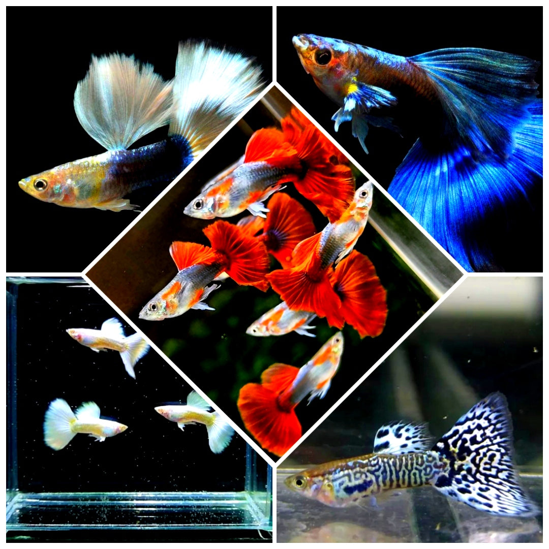 Hochzucht Guppy - MIX