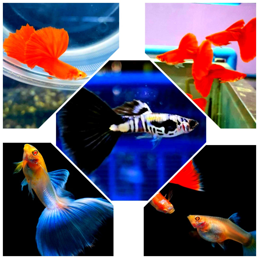 Hochzucht Guppy - MIX