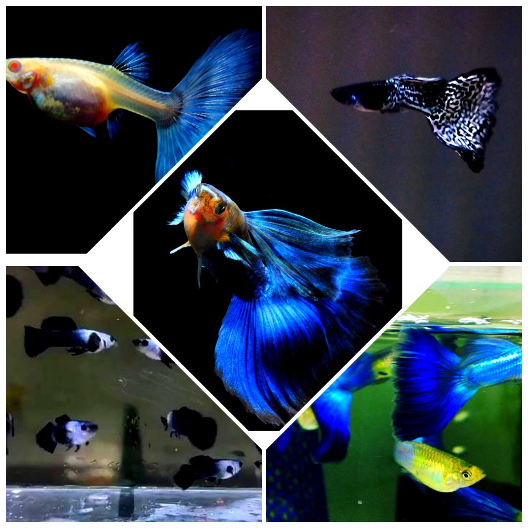 Hochzucht Guppy - MIX