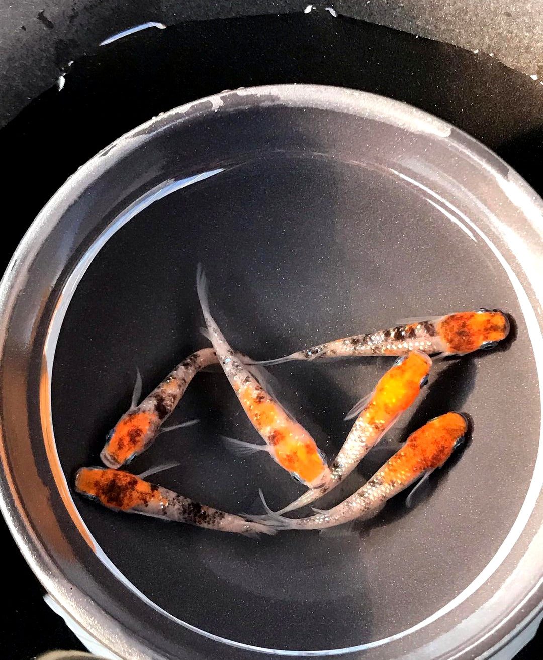 Medaka - Orange Head Tricolor