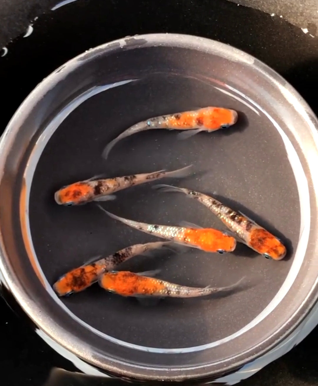 Medaka - Orange Head Tricolor