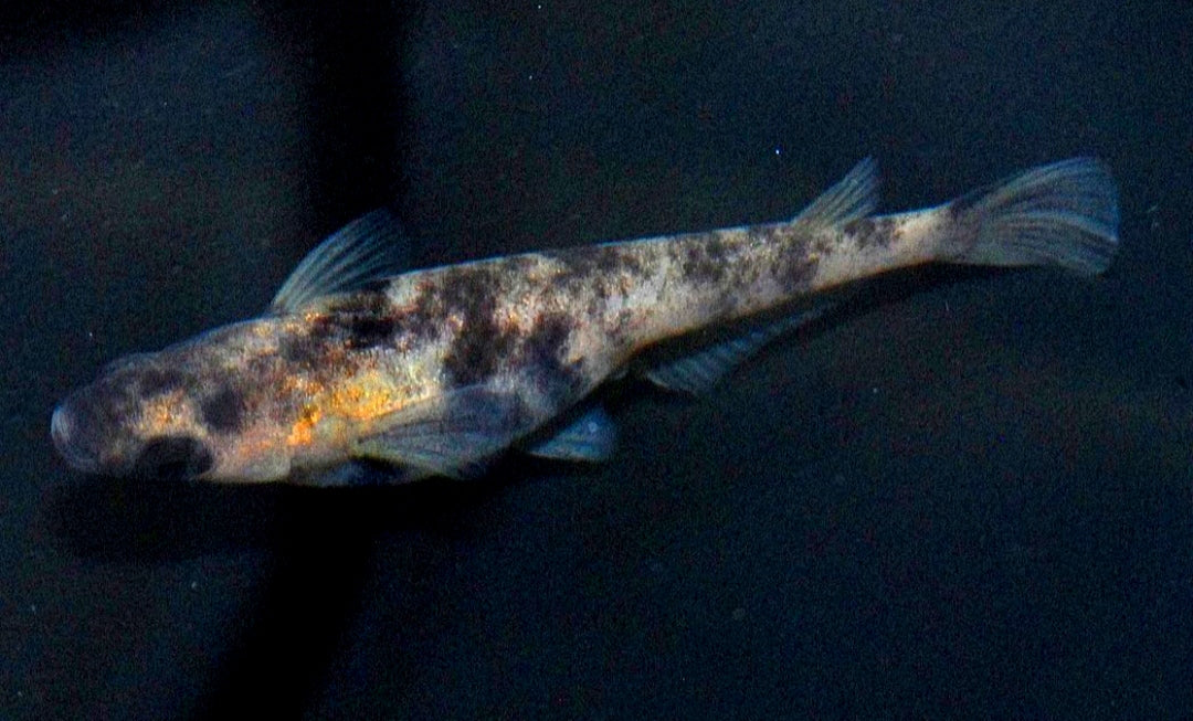 Medaka - White Tiger