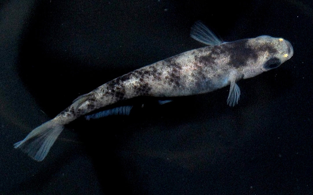 Medaka - White Tiger