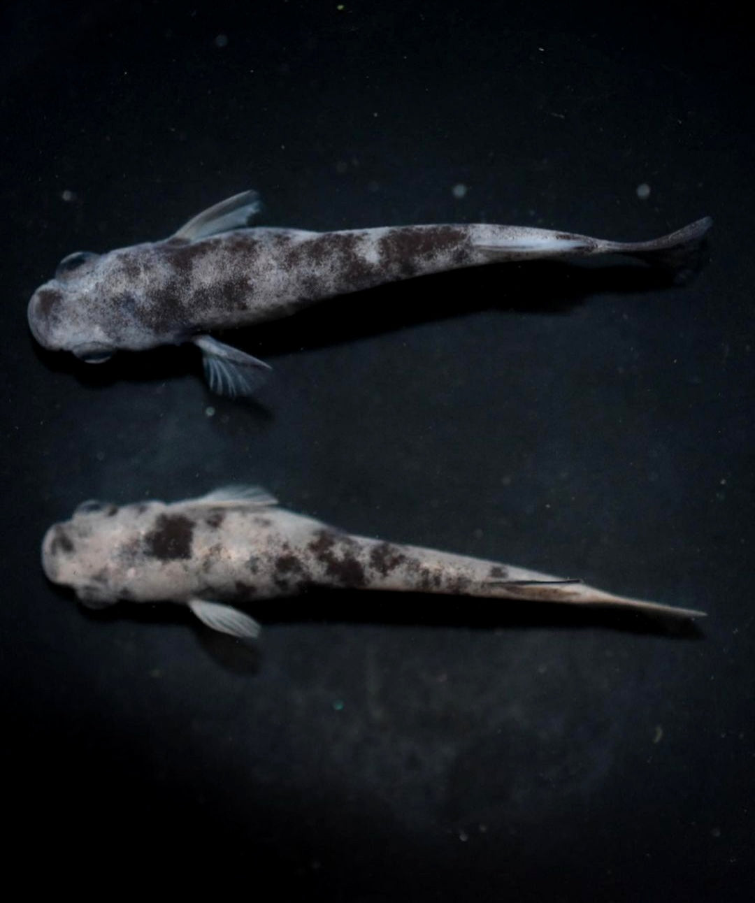 Medaka - White Tiger