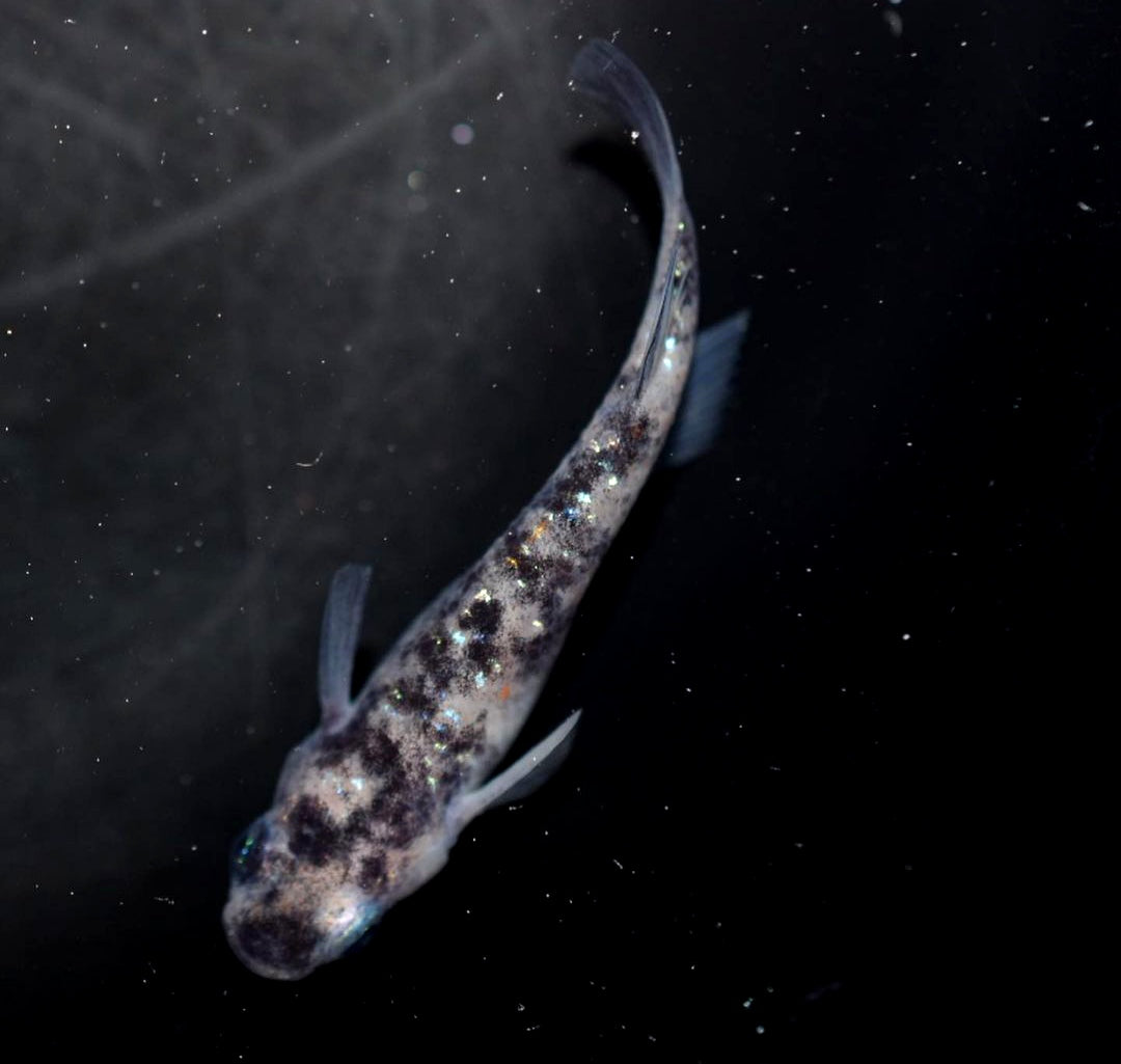 Medaka - White Tiger