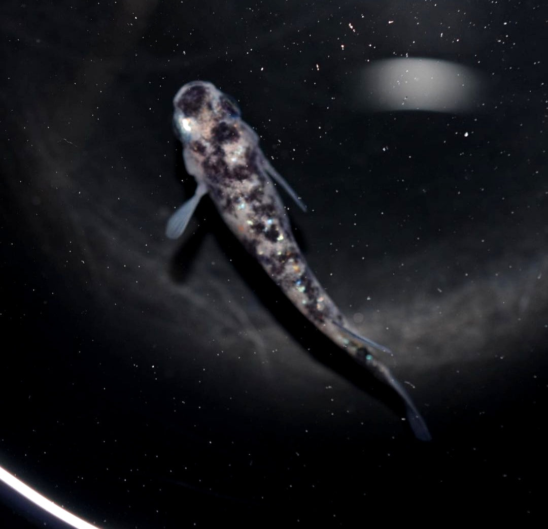 Medaka - White Tiger