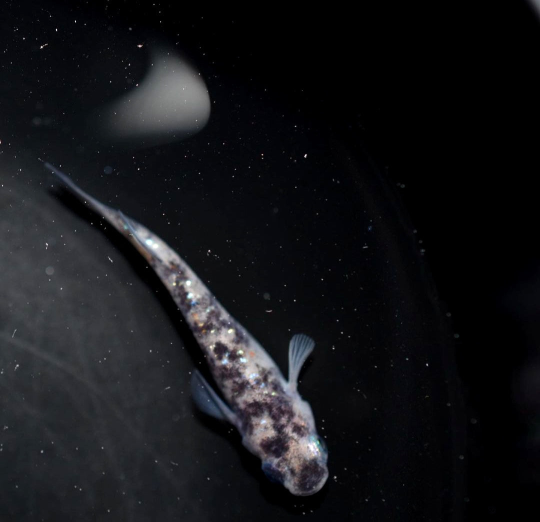 Medaka - White Tiger