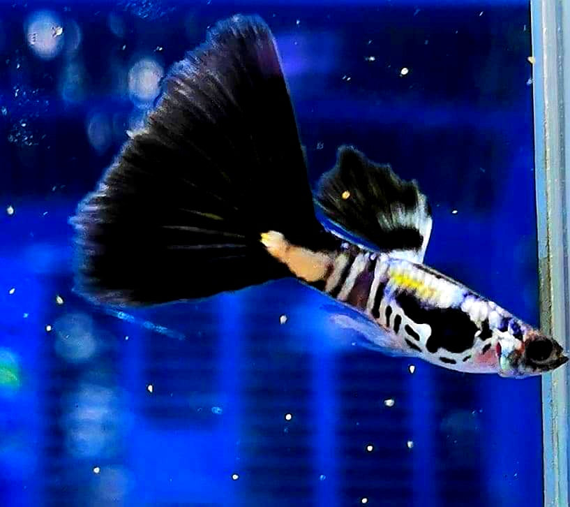 Hochzucht Guppy - Black Cobra