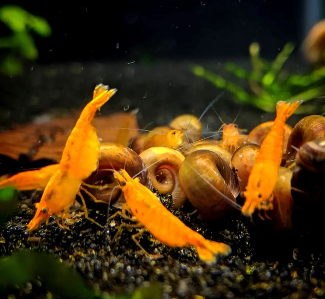 Neocaridina davidi - đ§Ą Orange Sakura Garnelen AquaTimo