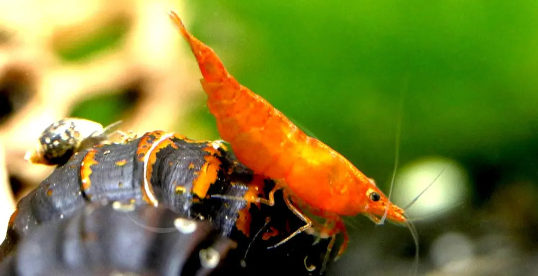 Neocaridina davidi - đ§Ą Orange Sakura Garnelen AquaTimo