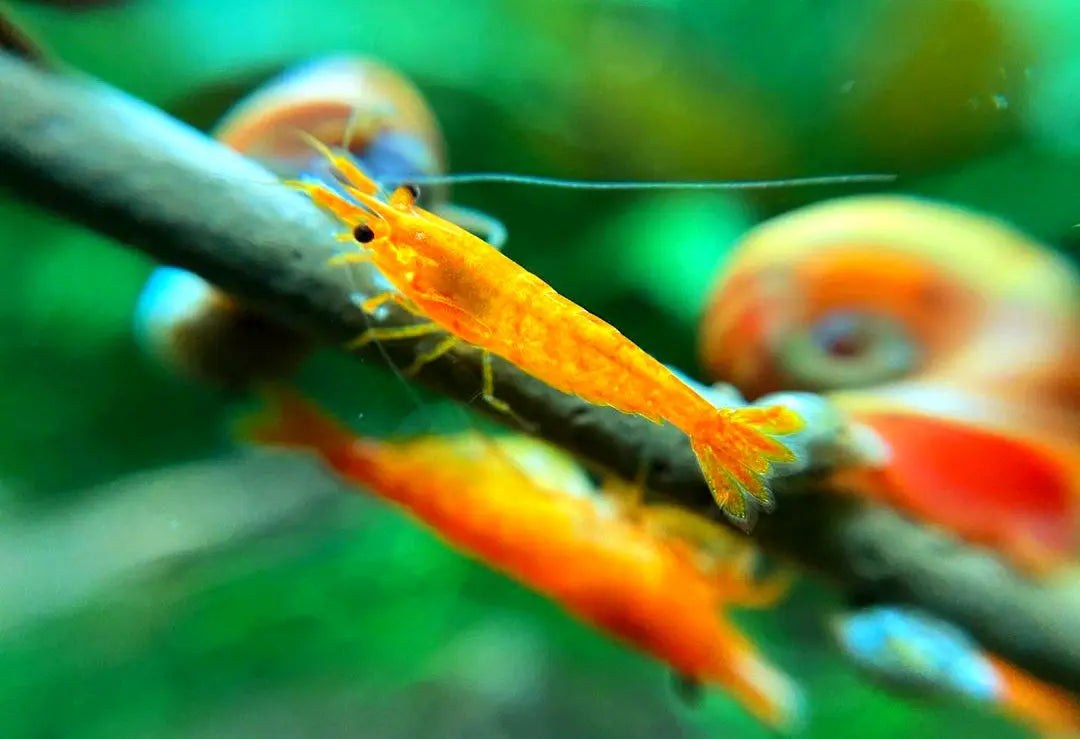 Neocaridina davidi - đ§Ą Orange Sakura Garnelen AquaTimo
