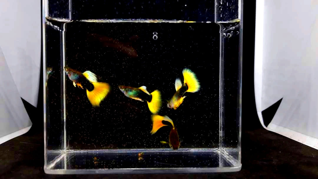 Hochzucht Guppy - Yellow Tuxedo