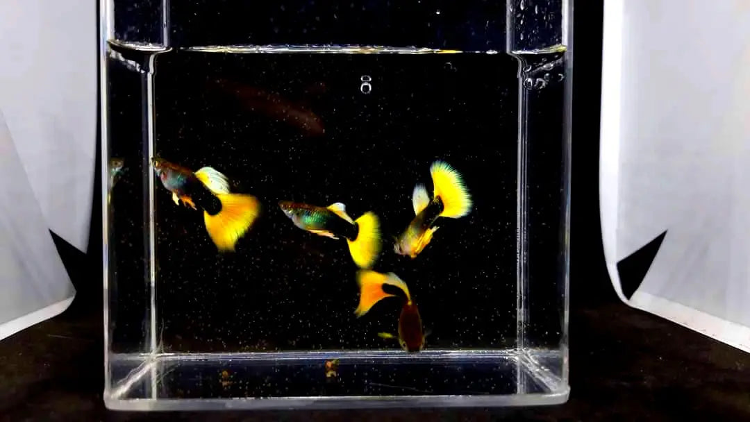 Hochzucht Guppy - 💛 Yellow Tuxedo AquaTimo