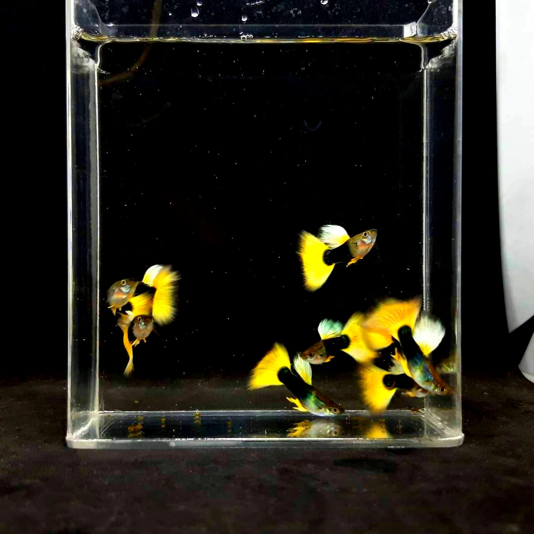 Hochzucht Guppy - Yellow Tuxedo