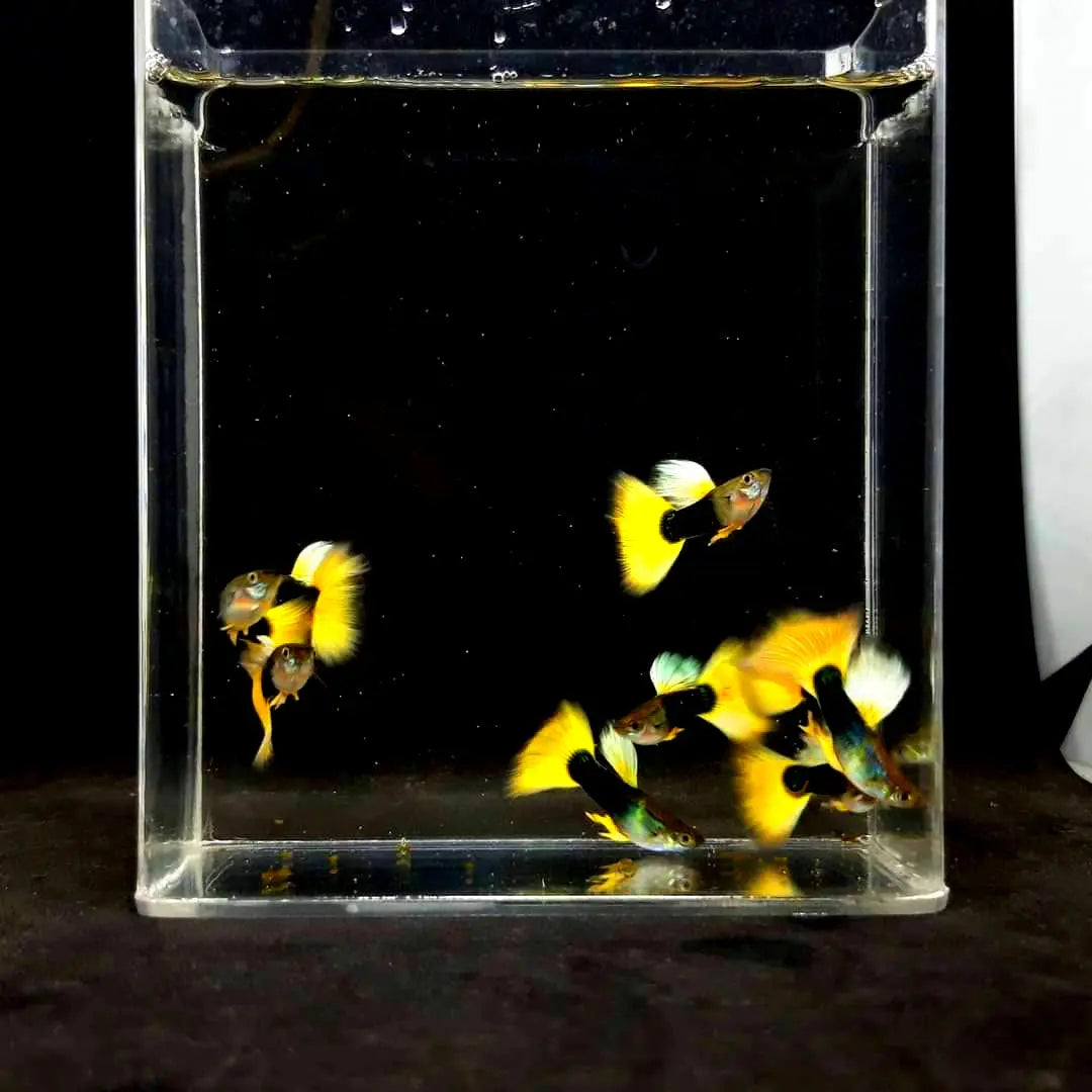Hochzucht Guppy - 💛 Yellow Tuxedo AquaTimo