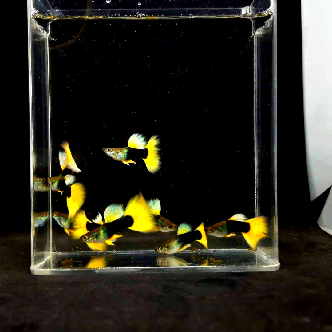Hochzucht Guppy - Yellow Tuxedo