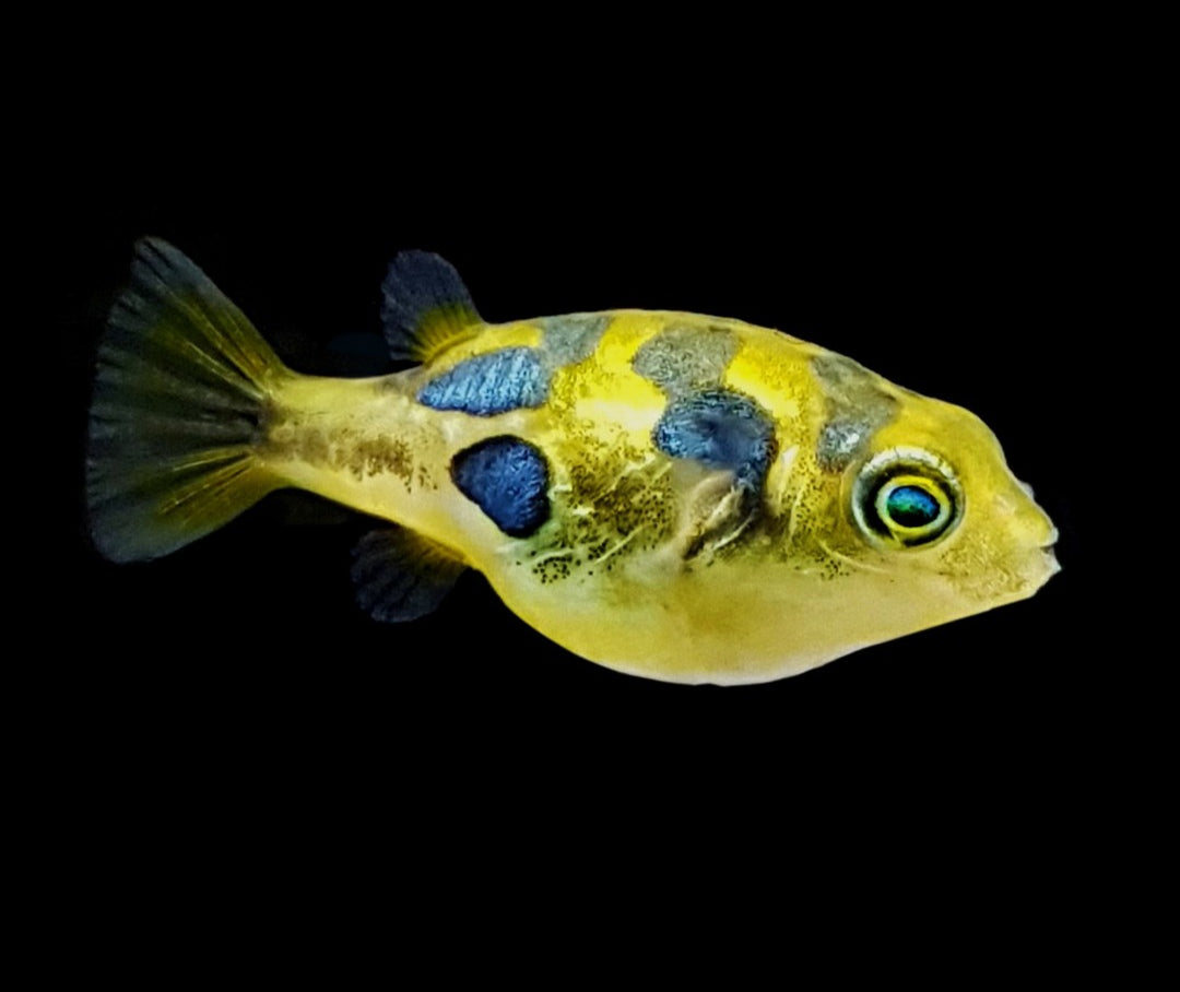 Carinotetraodon travancoricus - Erbsen Kugelfisch