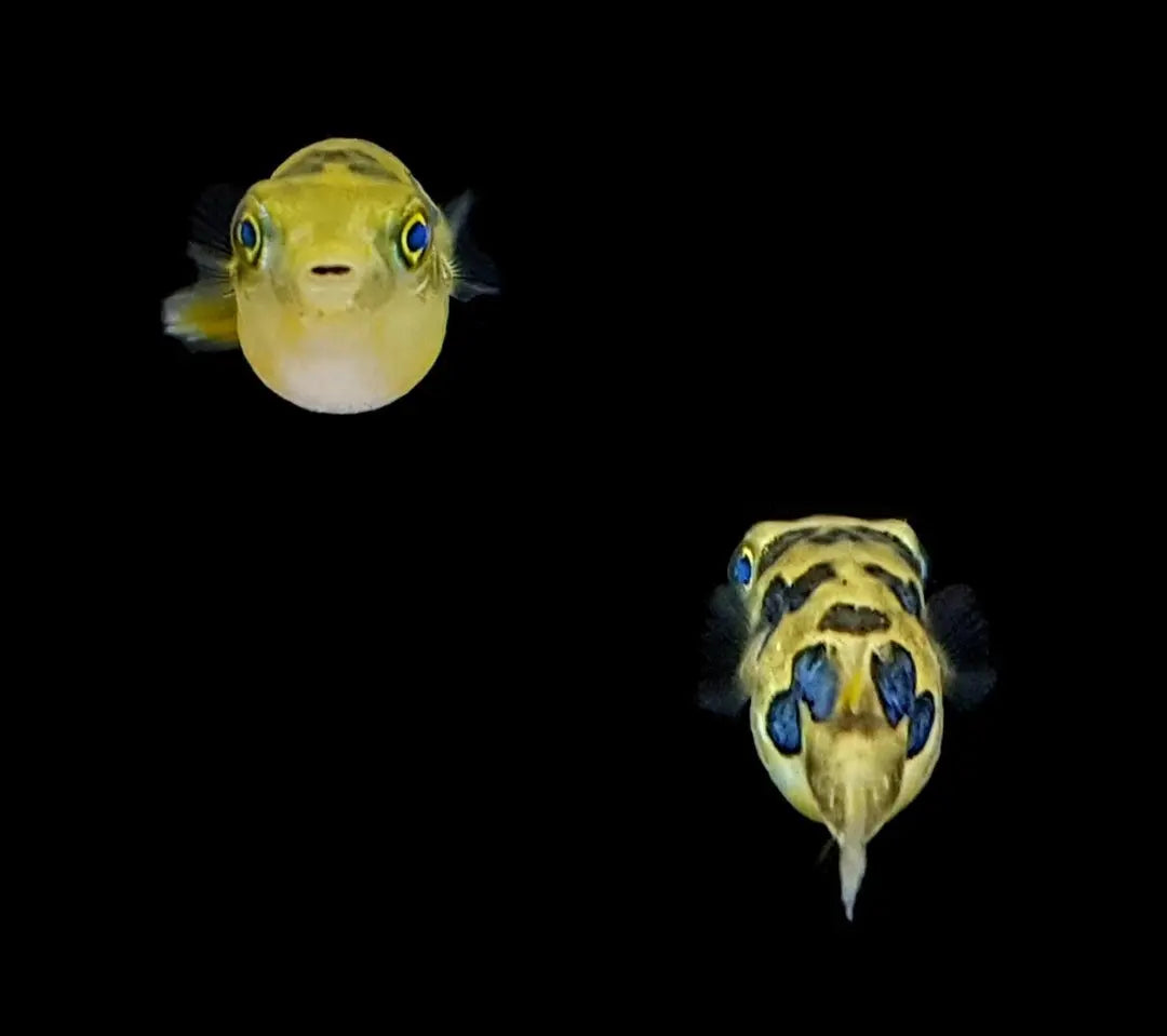 Erbsen-Kugelfisch – 💚 Carinotetraodon travancoricus AquaTimo