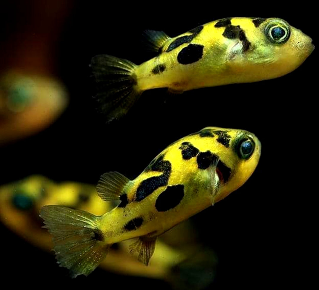 Carinotetraodon travancoricus - Erbsen Kugelfisch