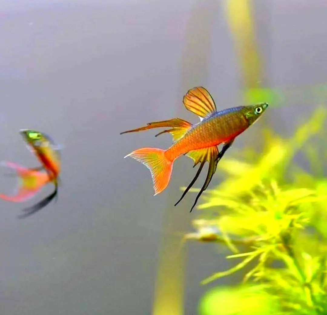 Iriatherina Werneri - 🧡 Filigran Regenbogenfisch AquaTimo