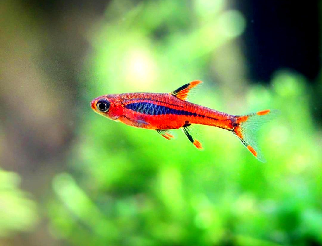 Moskitobärbling – Boraras brigittae