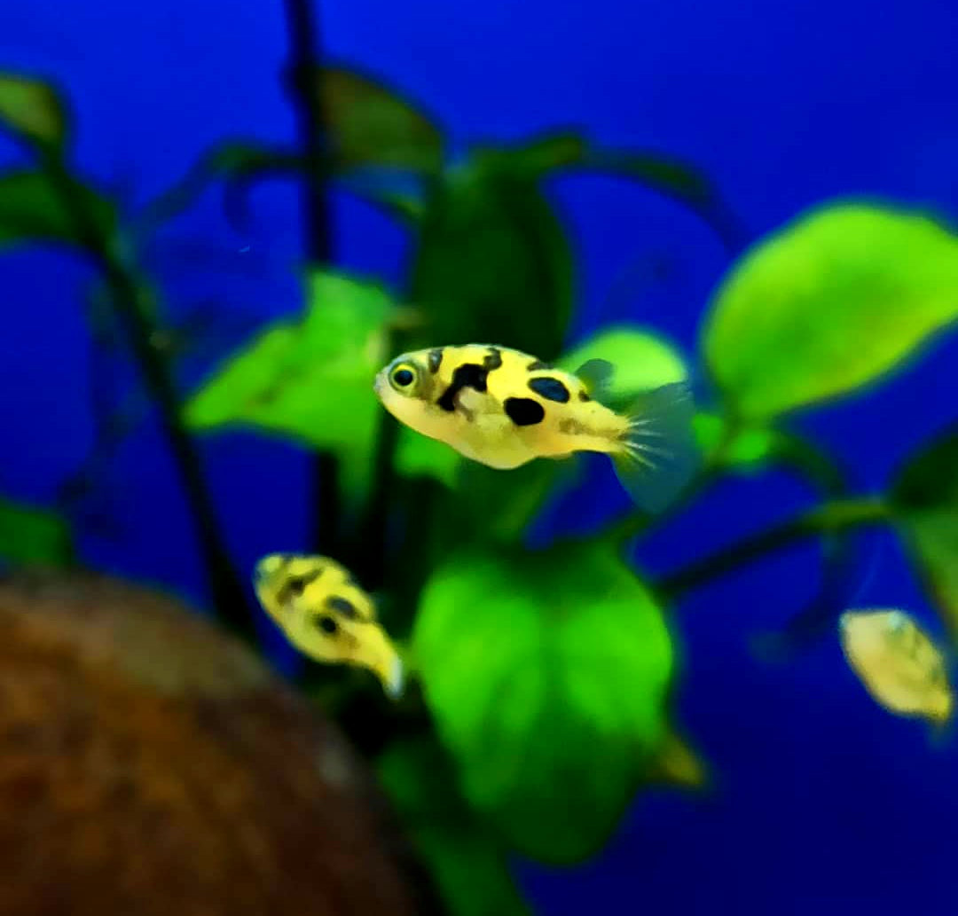 Erbsen-Kugelfisch – Carinotetraodon travancoricus