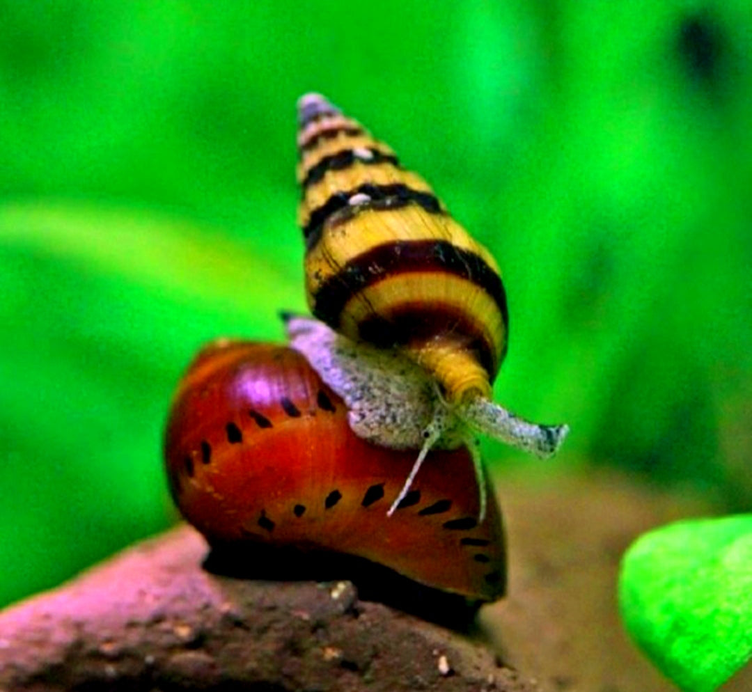 Clea helena (Anentome helena) - Raubschnecke