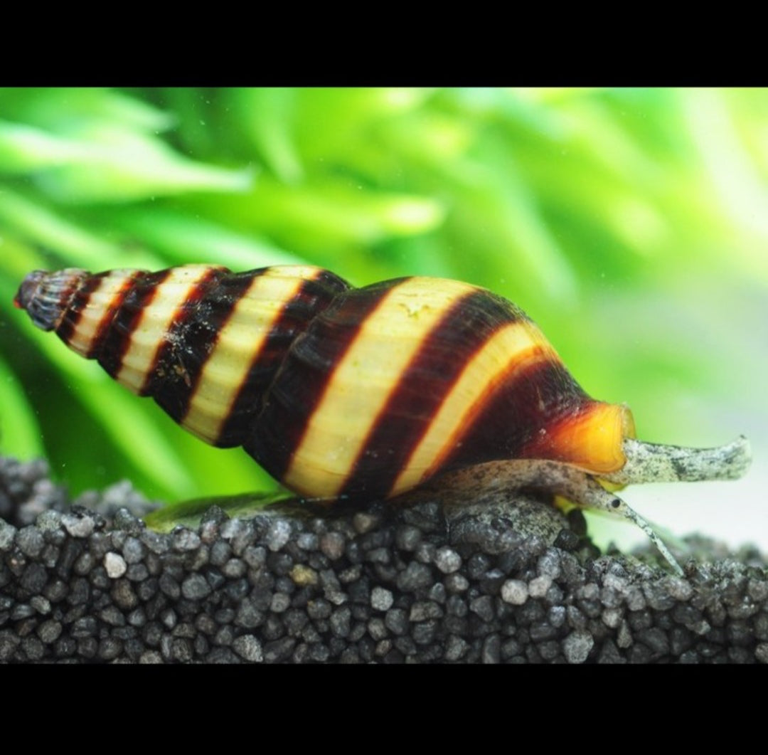 Clea helena (Anentome helena) - Raubschnecke
