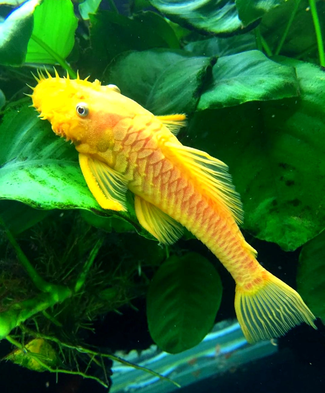 L144 Shortfin Snow White aus Liebevoller Zucht - Antennenwels Ancistrus sp.