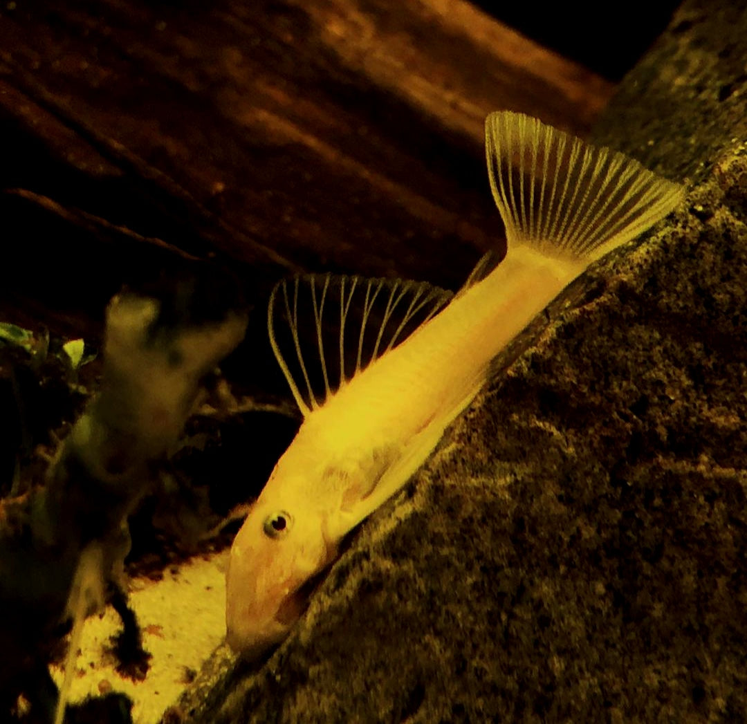 L144 Shortfin Snow White aus Liebevoller Zucht - Antennenwels Ancistrus sp.