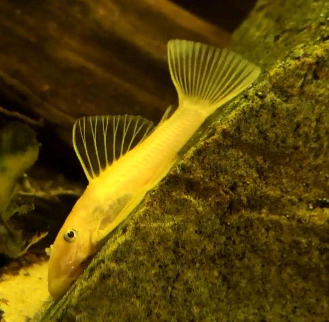 L144 Shortfin Snow White aus Liebevoller Zucht - Antennenwels Ancistrus sp.