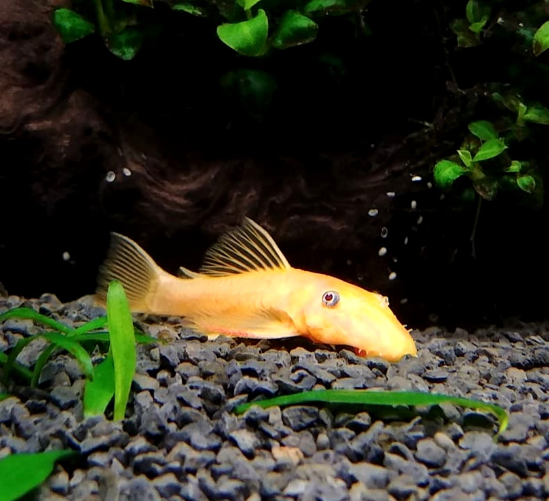 L144 Shortfin Snow White aus Liebevoller Zucht - Antennenwels Ancistrus sp.