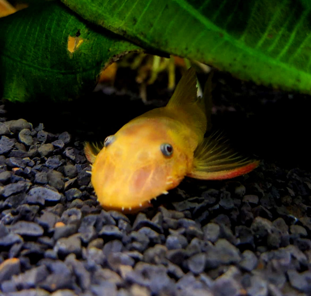 L144 Shortfin Snow White aus Liebevoller Zucht - Antennenwels Ancistrus sp.