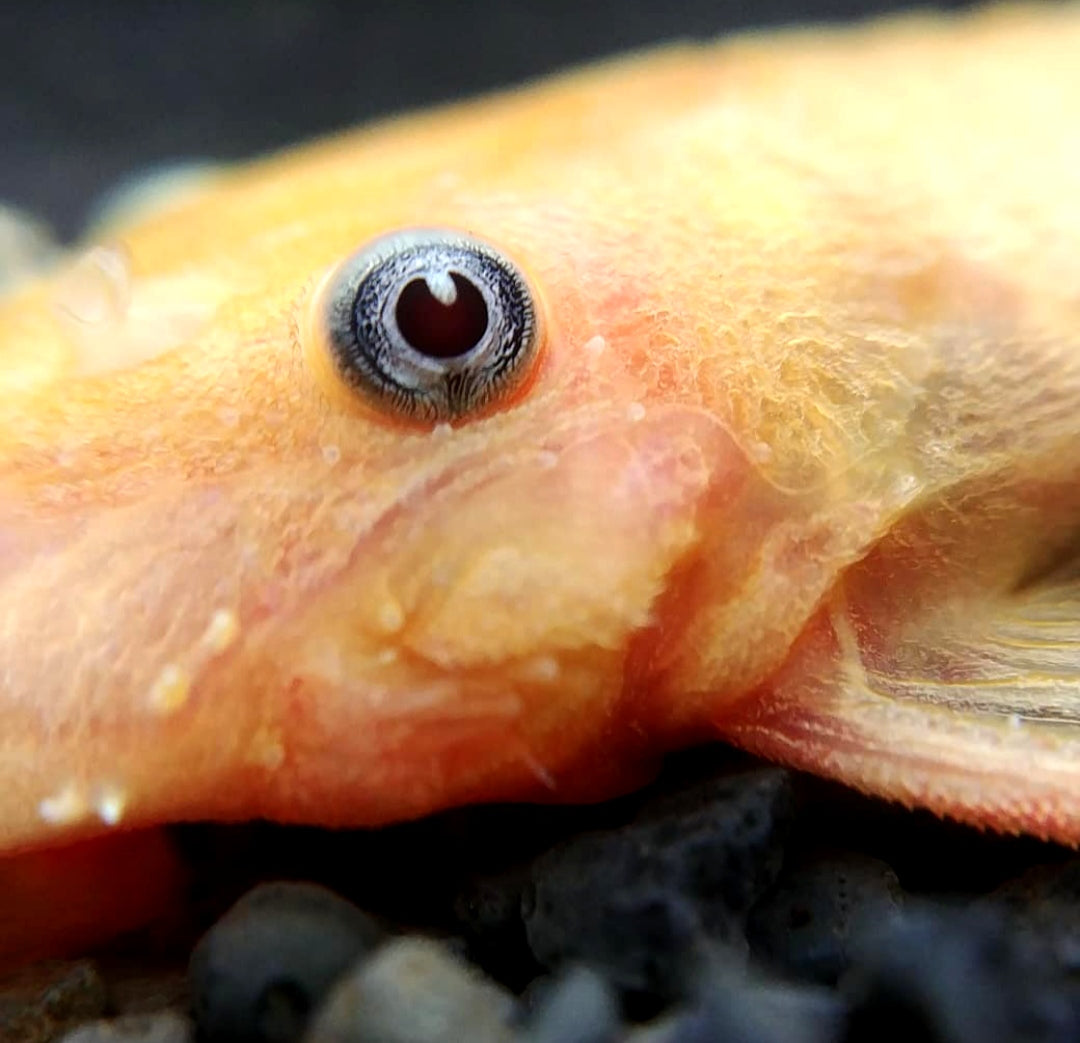 L144 Shortfin Snow White aus Liebevoller Zucht - Antennenwels Ancistrus sp.