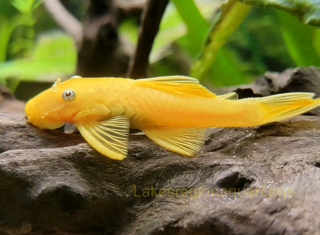L144 Shortfin Snow White aus Liebevoller Zucht - Antennenwels Ancistrus sp.