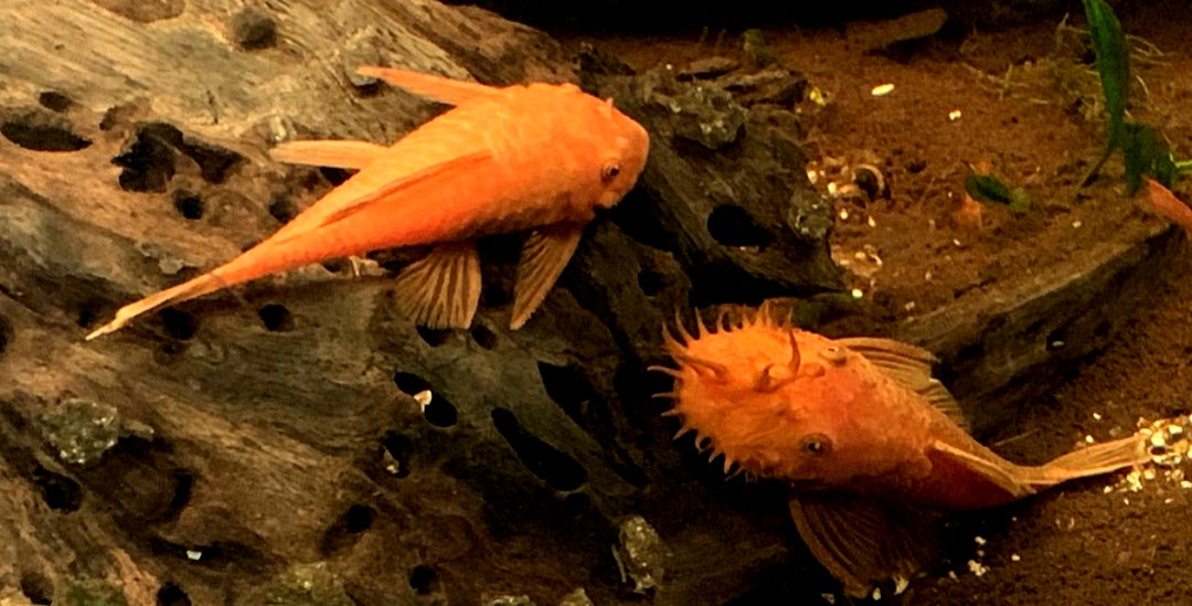 LDA 016 ShortFin Super Red aus Liebevoller Zucht - Antennenwels Ancistrus sp.